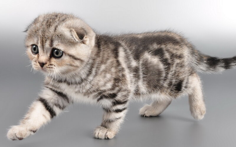 Silver Tabby Kitten — Gray, Neutral, Photograph