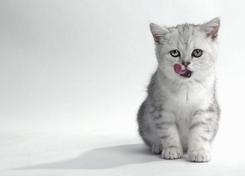Silver Tabby Kitten — Gray, Neutral, Photograph, Tongue
