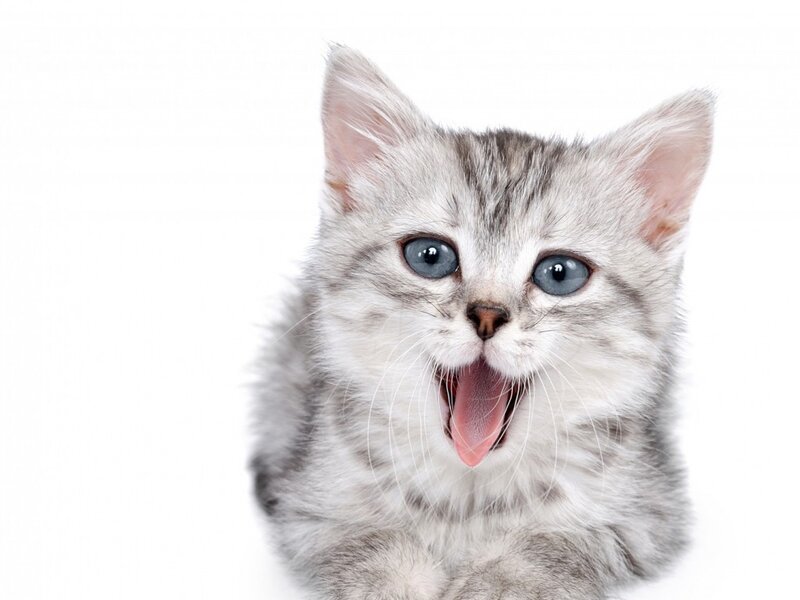 Silver Tabby Kitten — Gray, Neutral, Photograph, White Background