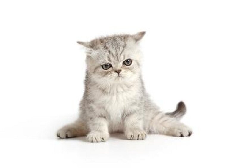 Silver Tabby Kitten — Gray, Neutral