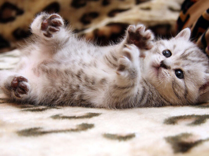 Silver Tabby Kitten — Gray, Playful, Photograph, Blanket