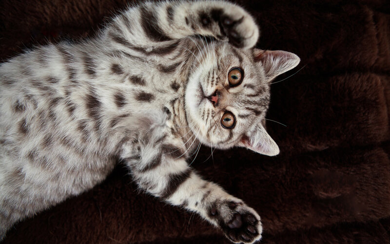 Silver Tabby Kitten — Gray, Playful, Photograph, Brown Blanket