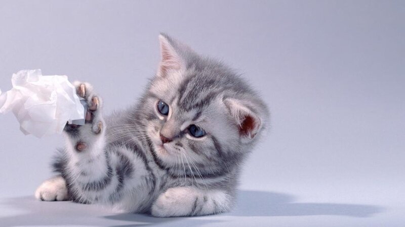 Silver Tabby Kitten — Gray, Playful, Photograph, Crumpled Paper