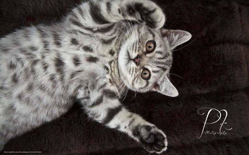 Silver Tabby Kitten — Gray, Playful, Photograph, Dark Surface
