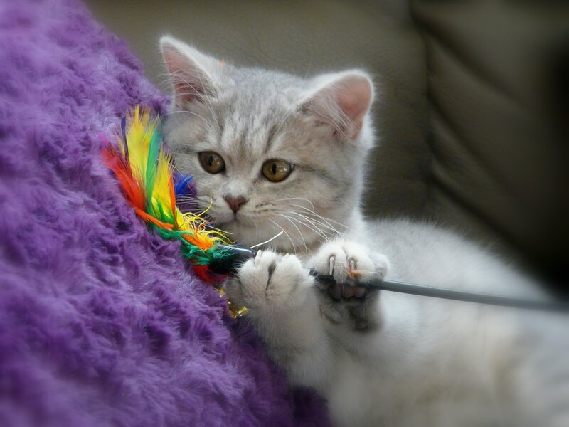 Silver Tabby Kitten — Gray, Playful, Photograph, Feather Toy