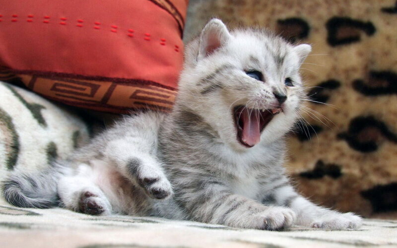 Silver Tabby Kitten — Gray, Playful, Photograph, Pillow