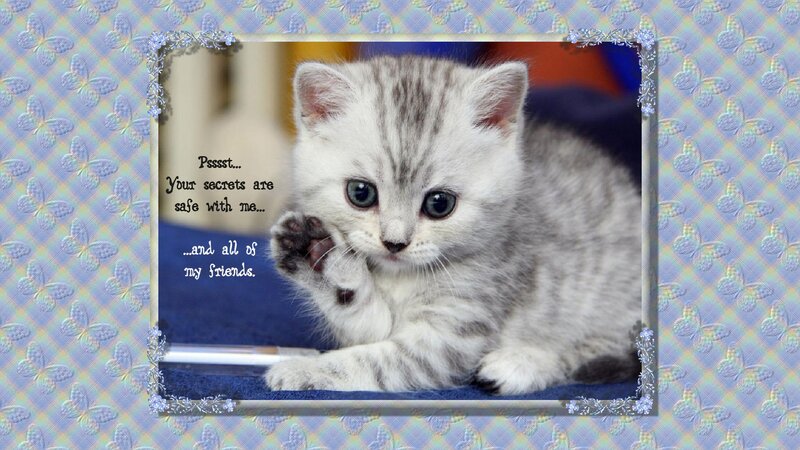 Silver Tabby Kitten — Gray, Playful, Photograph, Text