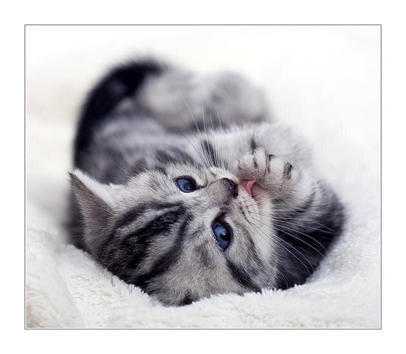 Silver Tabby Kitten — Gray, Playful, Photograph