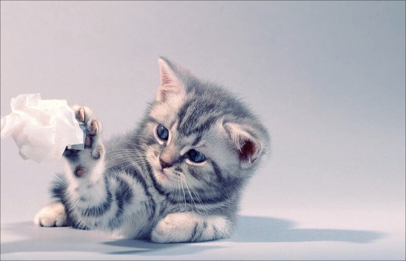 Silver Tabby Kitten — Gray, Playful, Photograph, Tissue Paper
