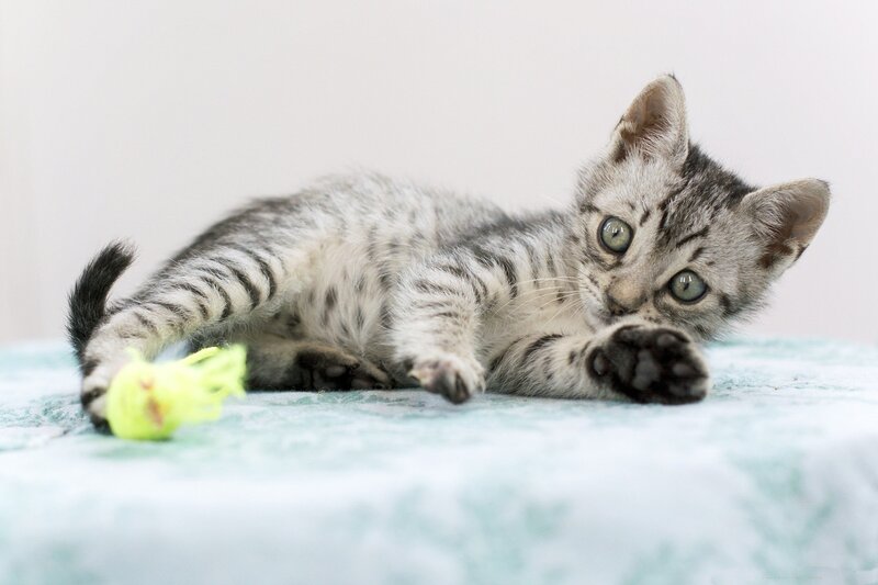 Silver Tabby Kitten — Gray, Playful, Photograph, Toy