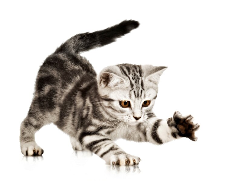 Silver Tabby Kitten — Gray, Playful, Photograph, White Background, Paws