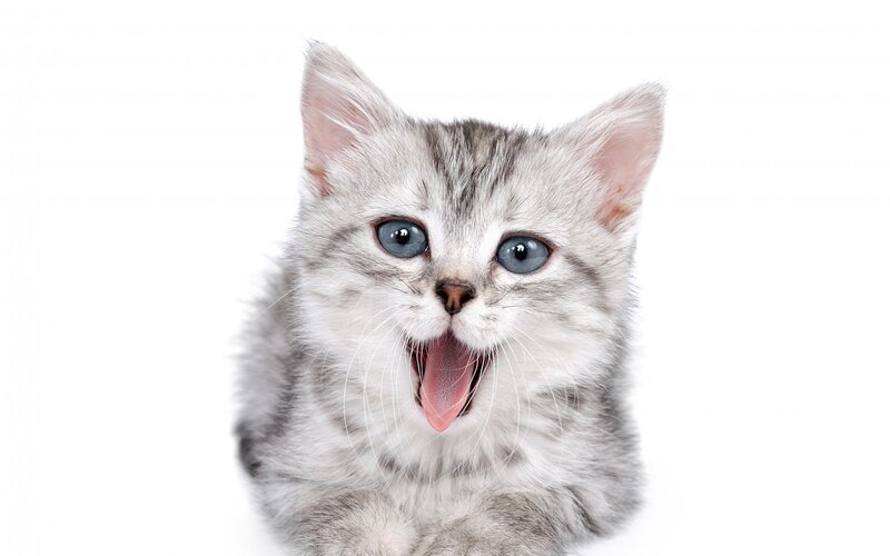 Silver Tabby Kitten — Gray, Playful, Photograph, White Background