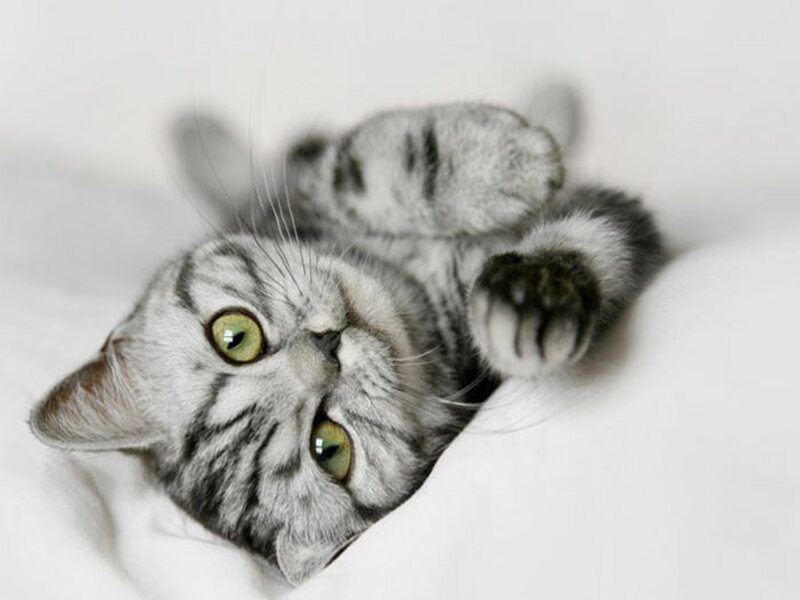 Silver Tabby Kitten — Gray, Playful, Photograph, White Surface