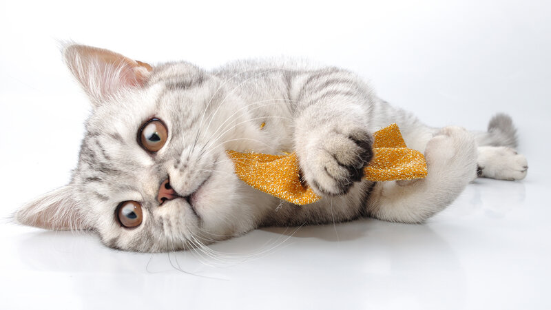 Silver Tabby Kitten — Gray, Playful, Photograph, Yellow Bow