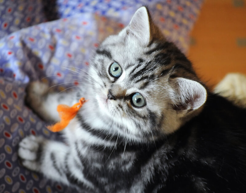 Silver Tabby Kitten — Gray, Playful