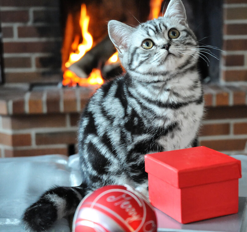 Silver Tabby Kitten — Gray