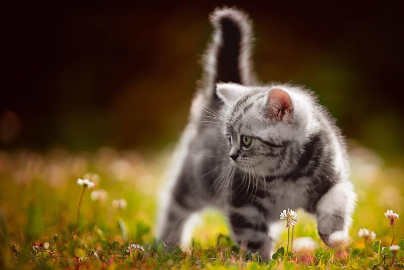 Silver Tabby Kitten — Green, Calm, Afternoon, Photograph