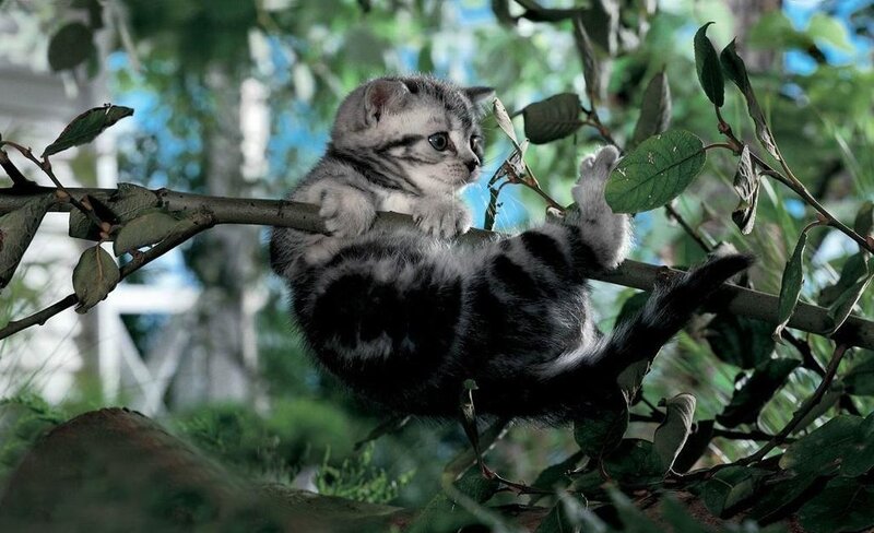 Silver Tabby Kitten — Green, Calm, Afternoon