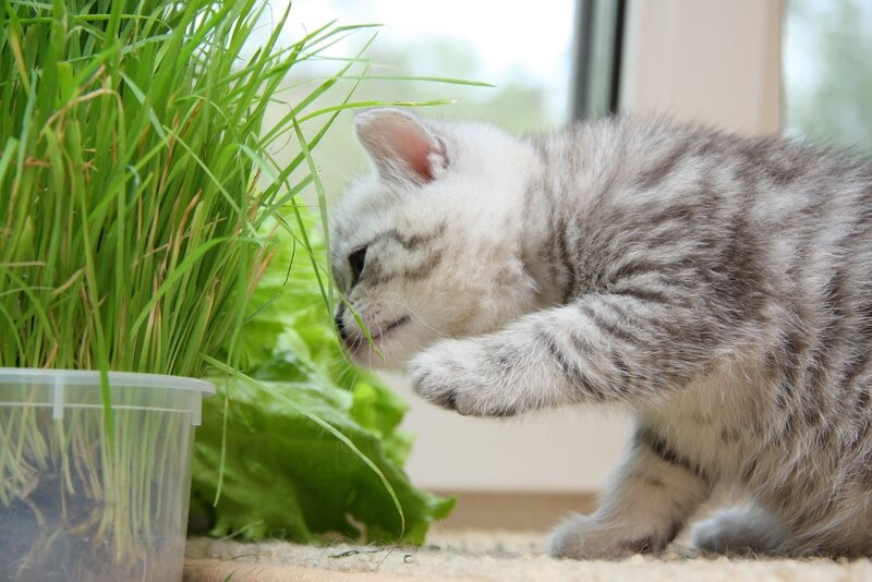 Silver Tabby Kitten — Green, Calm, Morning, Photograph