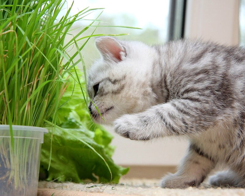 Silver Tabby Kitten — Green, Calm, Morning