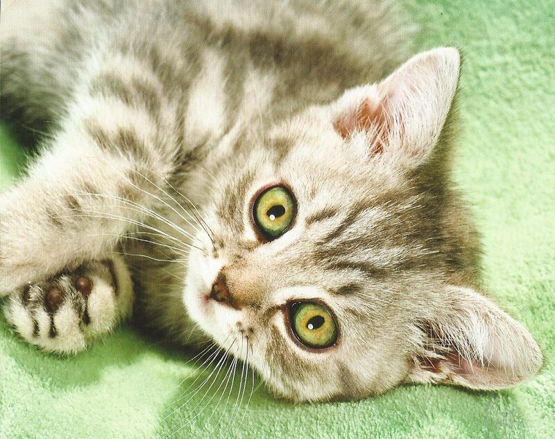 Silver Tabby Kitten — Green, Calm, Photograph