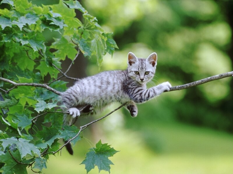 Silver Tabby Kitten — Green, Calm, Summer