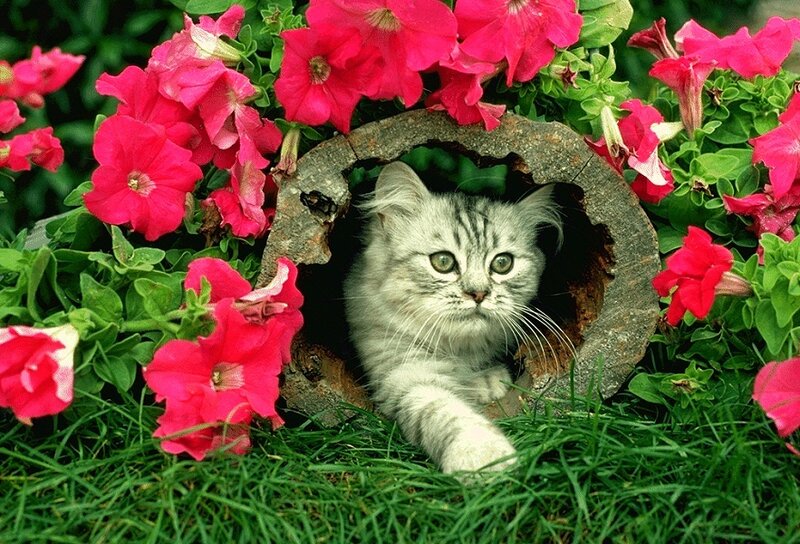 Silver Tabby Kitten — Green, Calm