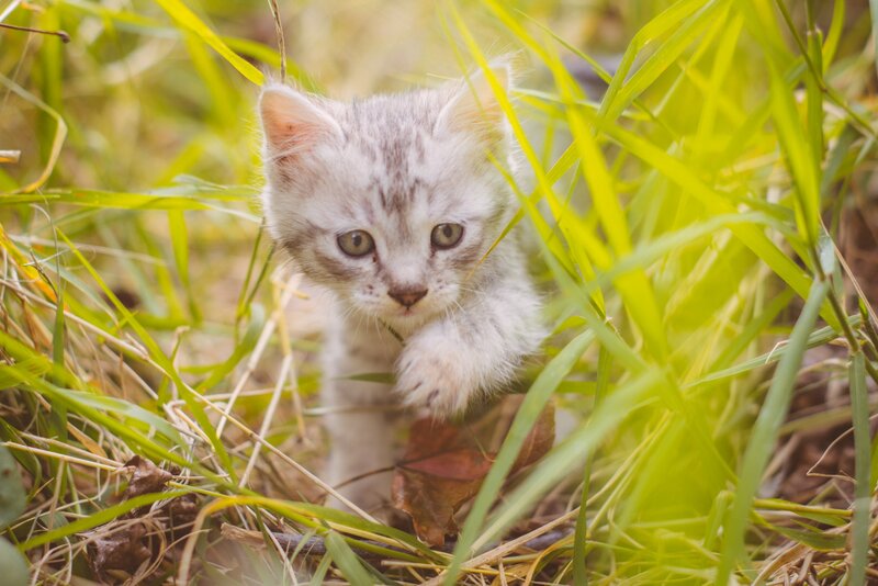 Silver Tabby Kitten — Green, Curious, Afternoon, Photograph