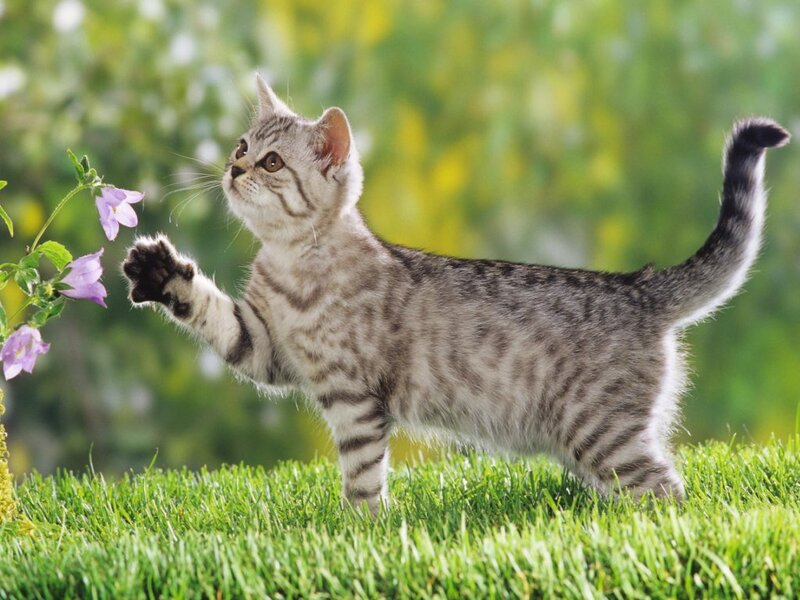 Silver Tabby Kitten — Green, Curious