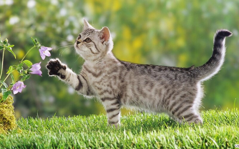 Silver Tabby Kitten — Green, Playful, Afternoon, Photograph, Flowers, Grass, Moss