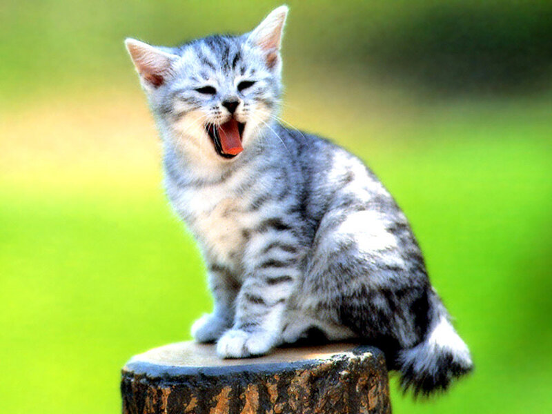 Silver Tabby Kitten — Green, Playful, Afternoon, Photograph