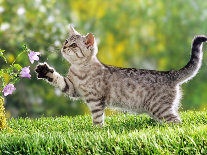 Silver Tabby Kitten — Green, Playful, Afternoon