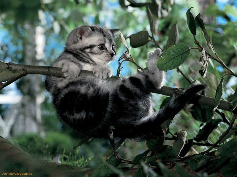 Silver Tabby Kitten — Green, Playful