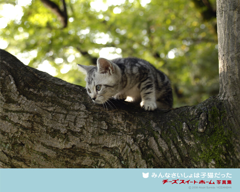 Silver Tabby Kitten — Green, Serene