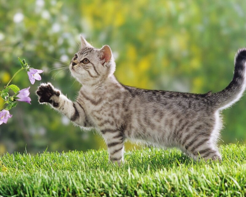 Silver Tabby Kitten — Green