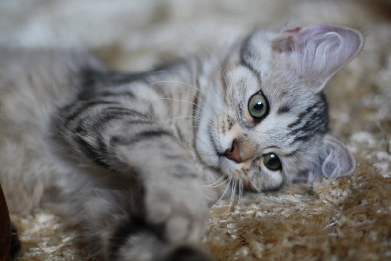 silver tabby kitten lying down
