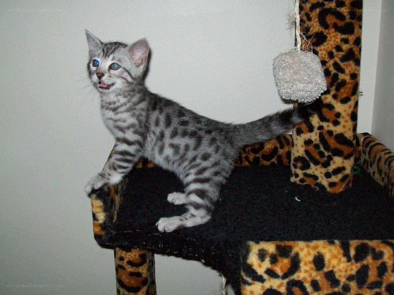 silver tabby kitten on cat tree