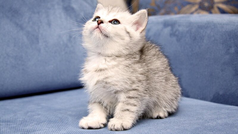 silver tabby kitten on couch