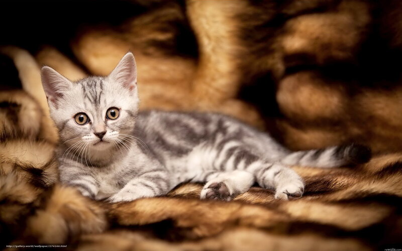 silver tabby kitten on fur