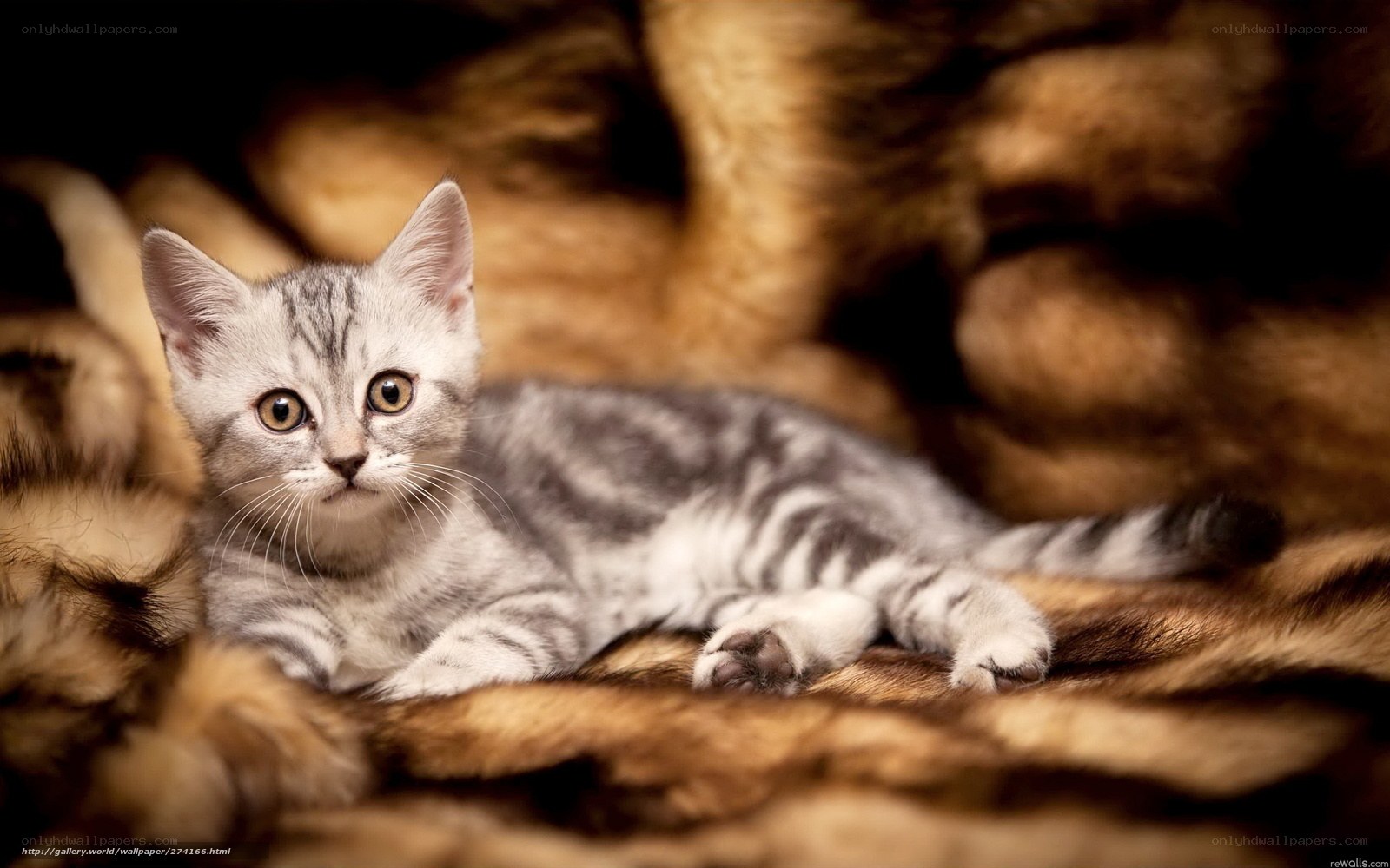 silver tabby kitten on fur