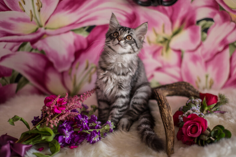 Silver Tabby Kitten — Pink