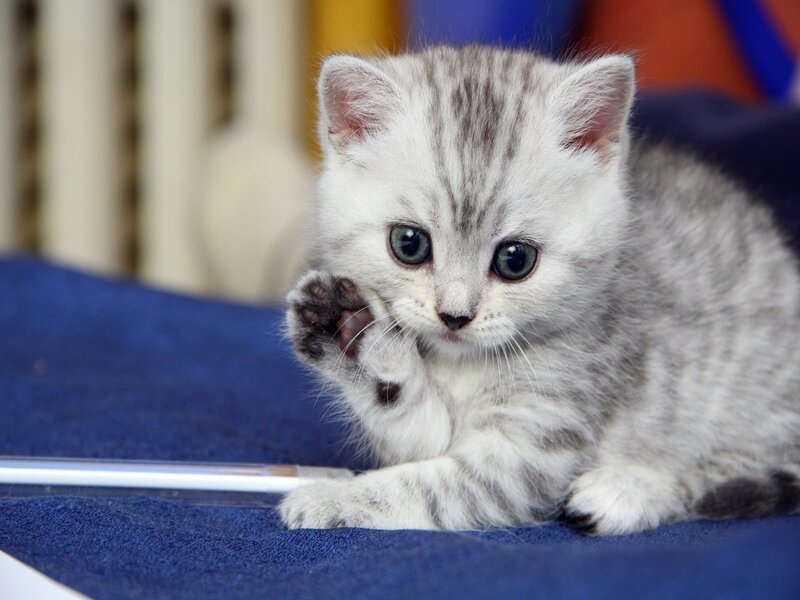 silver tabby kitten playing