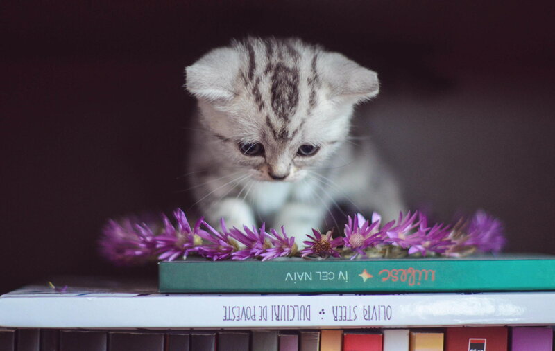Silver Tabby Kitten — Purple, Calm