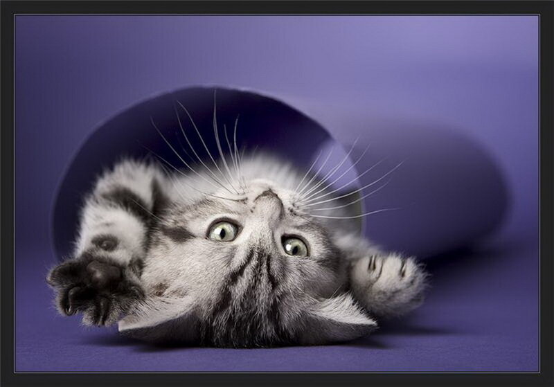 Silver Tabby Kitten — Purple