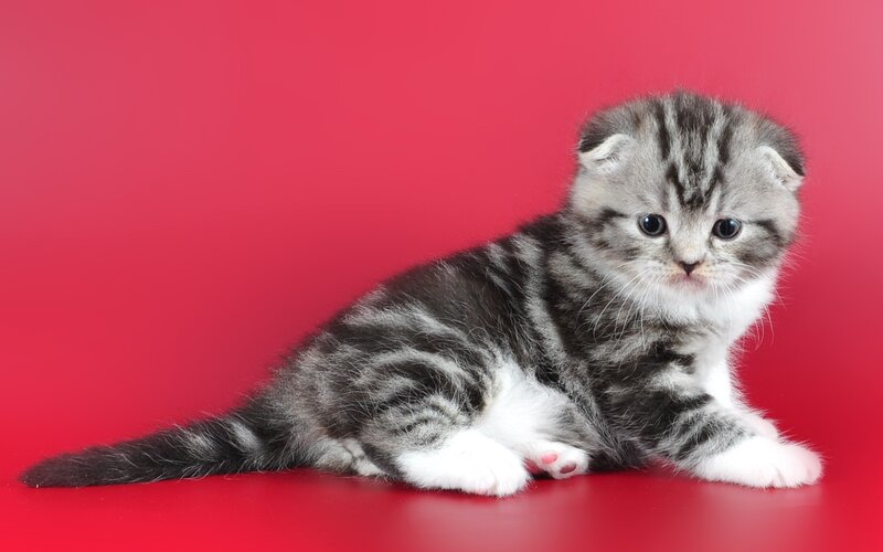 Silver Tabby Kitten — Red, Calm, Photograph