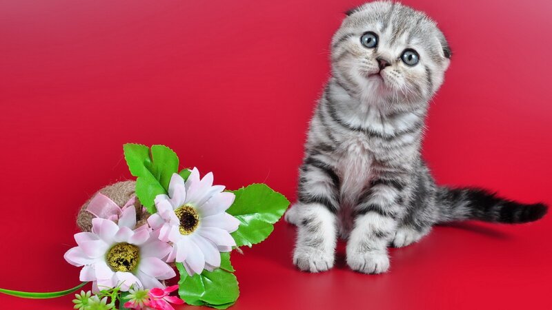 Silver Tabby Kitten — Red, Innocent