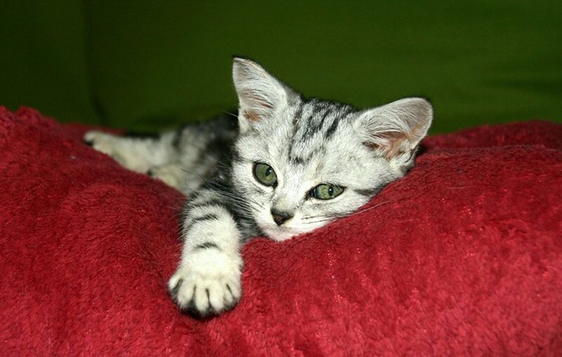 Silver Tabby Kitten — Red