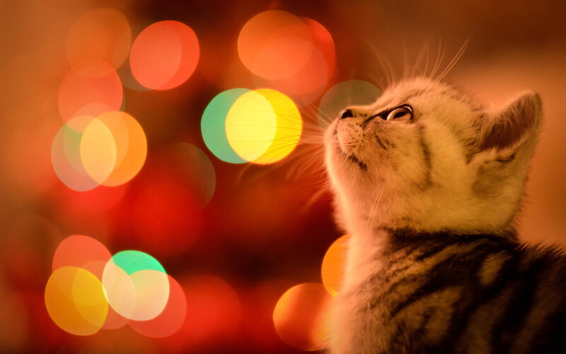 Silver Tabby Kitten — Red, Warm