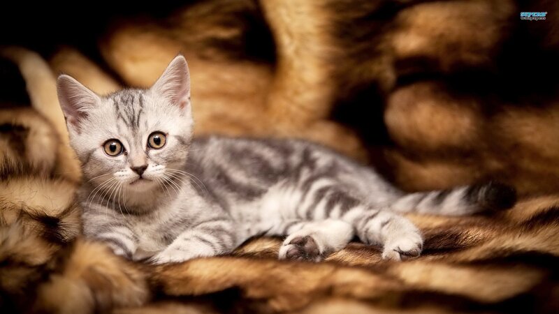 silver tabby kitten resting