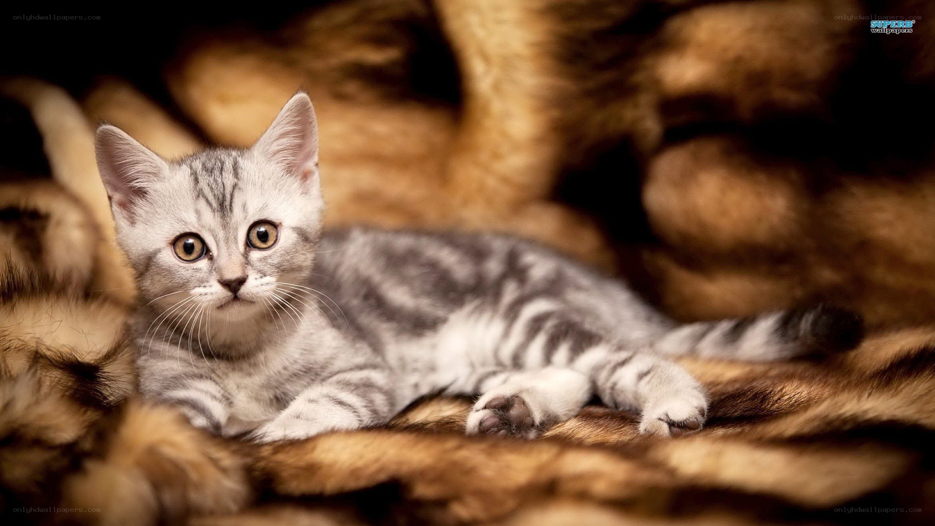 silver tabby kitten resting